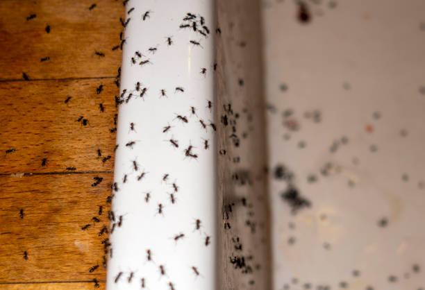 Trusted Dennison, OH Pest Control Experts