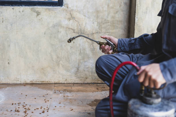 Wasp Removal Services in Dennison, OH